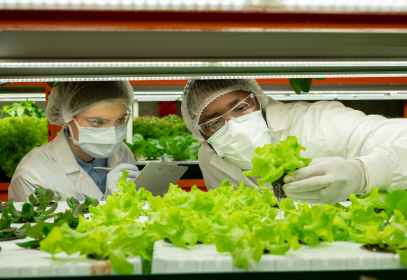 Leadership walking through a hydroponic lettuce growing operation and inspecting produce.