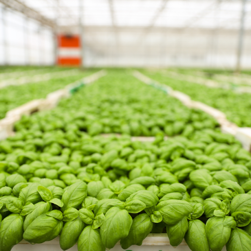 indoor agriculture growing basil in a greenhouse.