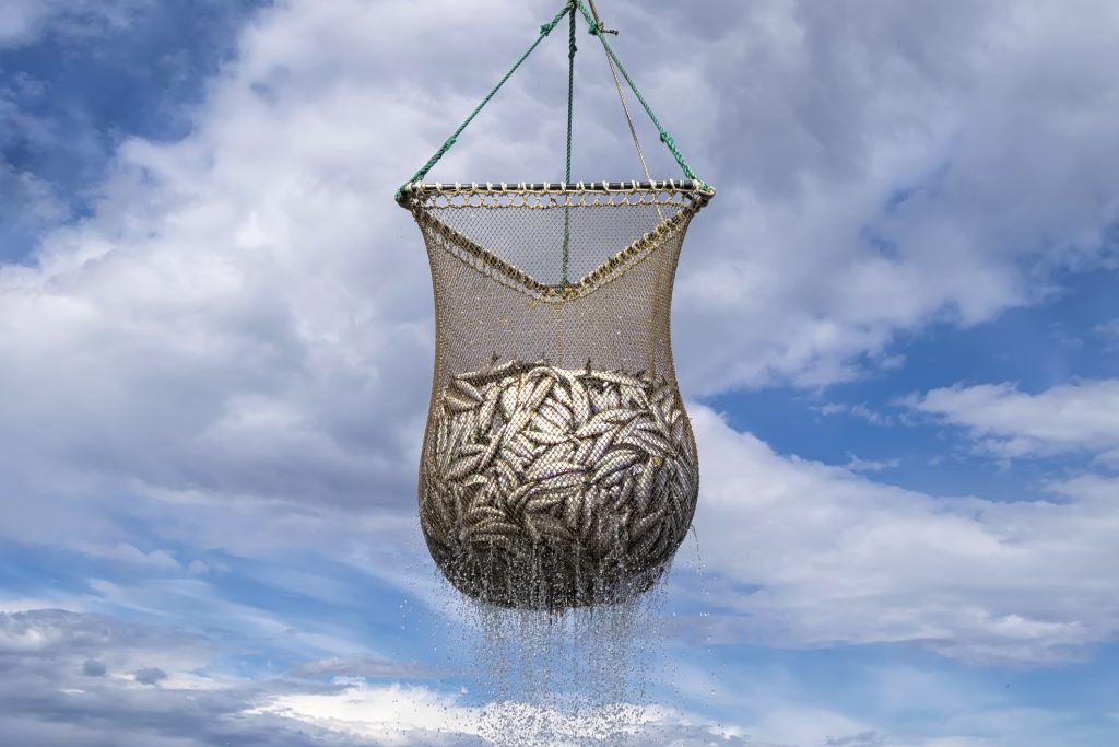 Four Star Seafood Catch